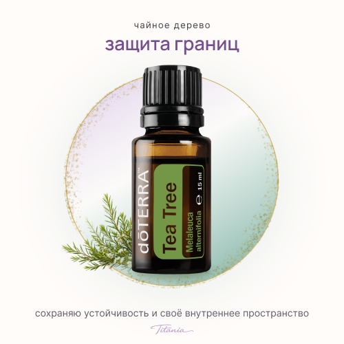 Чайное дерево 1 Чайное дерево 1