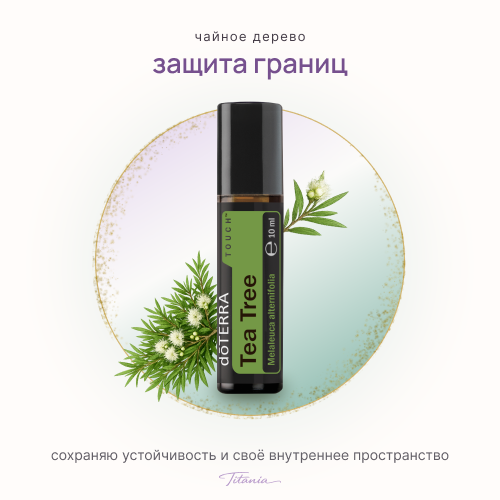 Чайное дерево 1 Чайное дерево 1